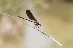 Koperen beekjuffer /Calopteryx haemorrhoidalis