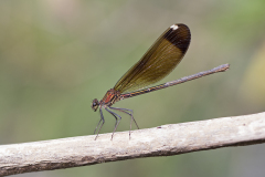 Koperen beekjuffer /Calopteryx haemorrhoidalis/vrouw/female