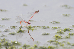 koraaljuffer, Ceriagrion tenellum