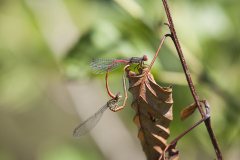 koraaljuffer, Ceriagrion tenellum
