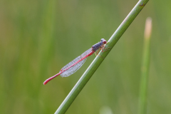 koraaljuffer, Ceriagrion tenellum