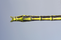 levantrombout, Gomphus davidi