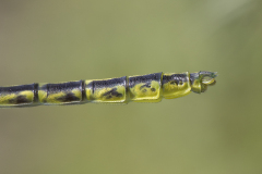 levantrombout, Gomphus davidi