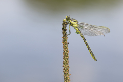 levantrombout, Gomphus davidi