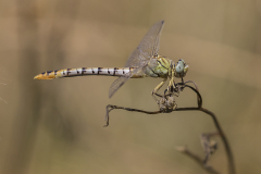 Levanttanglibel/ Onychogomphus macrodon/vrouw/female