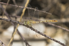 Levanttanglibel/ Onychogomphus macrodon/vrouw/female