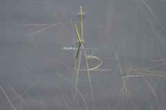 ei-afzet onder water