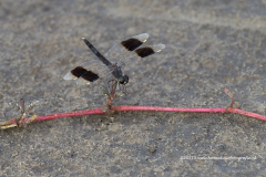 noordelijke bandgrondlibel, Brachythemis impartita