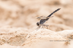 noordelijke bandgrondlibel, Brachythemis impartita