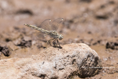 noordelijke bandgrondlibel, Brachythemis impartita