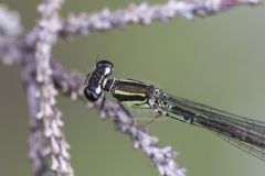 rand halsschild vrouw