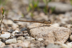 oranje breedscheenjuffer, Platycnemis acutipennis