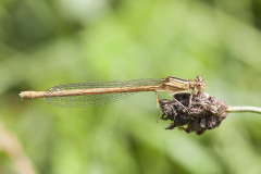 oranje breedscheenjuffer, Platycnemis acutipennis