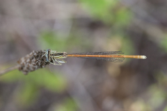oranje breedscheenjuffer, Platycnemis acutipennis