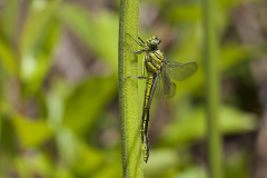 plasrombout, Gomphus pulchellus