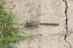 plasrombout, Gomphus pulchellus