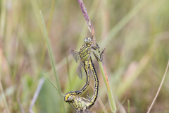 plasrombout, Gomphus pulchellus