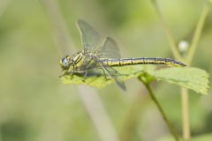 plasrombout, Gomphus pulchellus