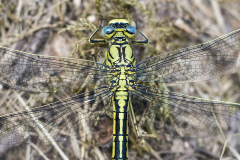 plasrombout, Gomphus pulchellus
