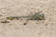 plasrombout, Gomphus pulchellus