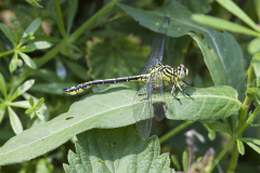 Rivierrombout, Gomphus flavipes, man