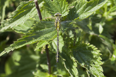 Rivierrombout, Gomphus flavipes, man