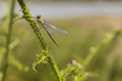 Rivierrombout, Gomphus flavipes, vrouw