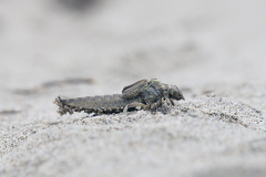 Rivierrombout, Gomphus flavipes, larve