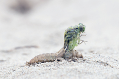 Rivierrombout, Gomphus flavipes, larve