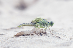 Rivierrombout, Gomphus flavipes, larve