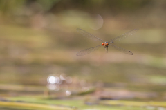 Roodsnuitjonker/Pseudagrion sublacteum/man/male