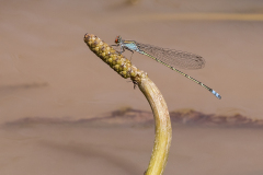 Roodsnuitjonker/Pseudagrion sublacteum/man/male