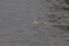 schemerlibel, Boyeria irene