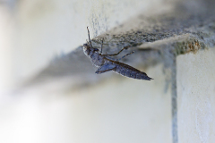 schemerlibel, Boyeria irene