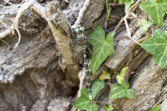 schemerlibel, Boyeria irene