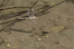 schemerlibel, Boyeria irene