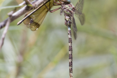 schemerlibel, Boyeria irene