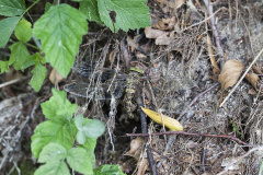 schemerlibel, Boyeria irene