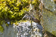 schemerlibel, Boyeria irene