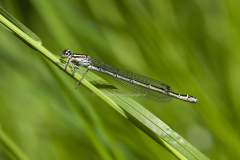 vrouw (niet uitgekleurd)