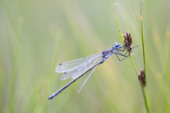 tangpantserjuffer, Lestes dryas