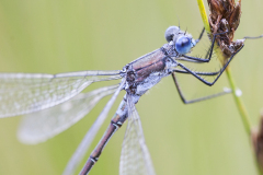 tangpantserjuffer, Lestes dryas