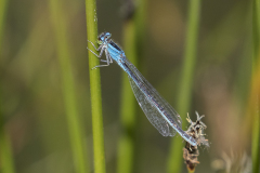 Tengere grasjuffer, Ischnura pumilio, vrouw