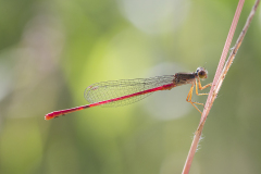 Turkse koraaljuffer, Ceriagrion georgifreyi