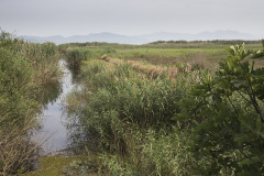 Turkse koraaljuffer, Ceriagrion georgifreyi
