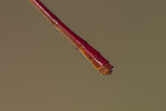 Turkse koraaljuffer, Ceriagrion georgifreyi