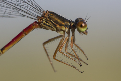 Turkse koraaljuffer, Ceriagrion georgifreyi