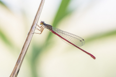 Turkse koraaljuffer, Ceriagrion georgifreyi