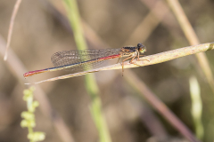 Turkse koraaljuffer, Ceriagrion georgifreyi