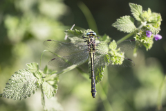 Turkse rombout, Gomphus schneiderii